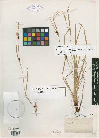 Carex oligocarpa image