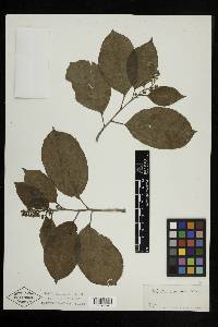 Celastrus scandens image