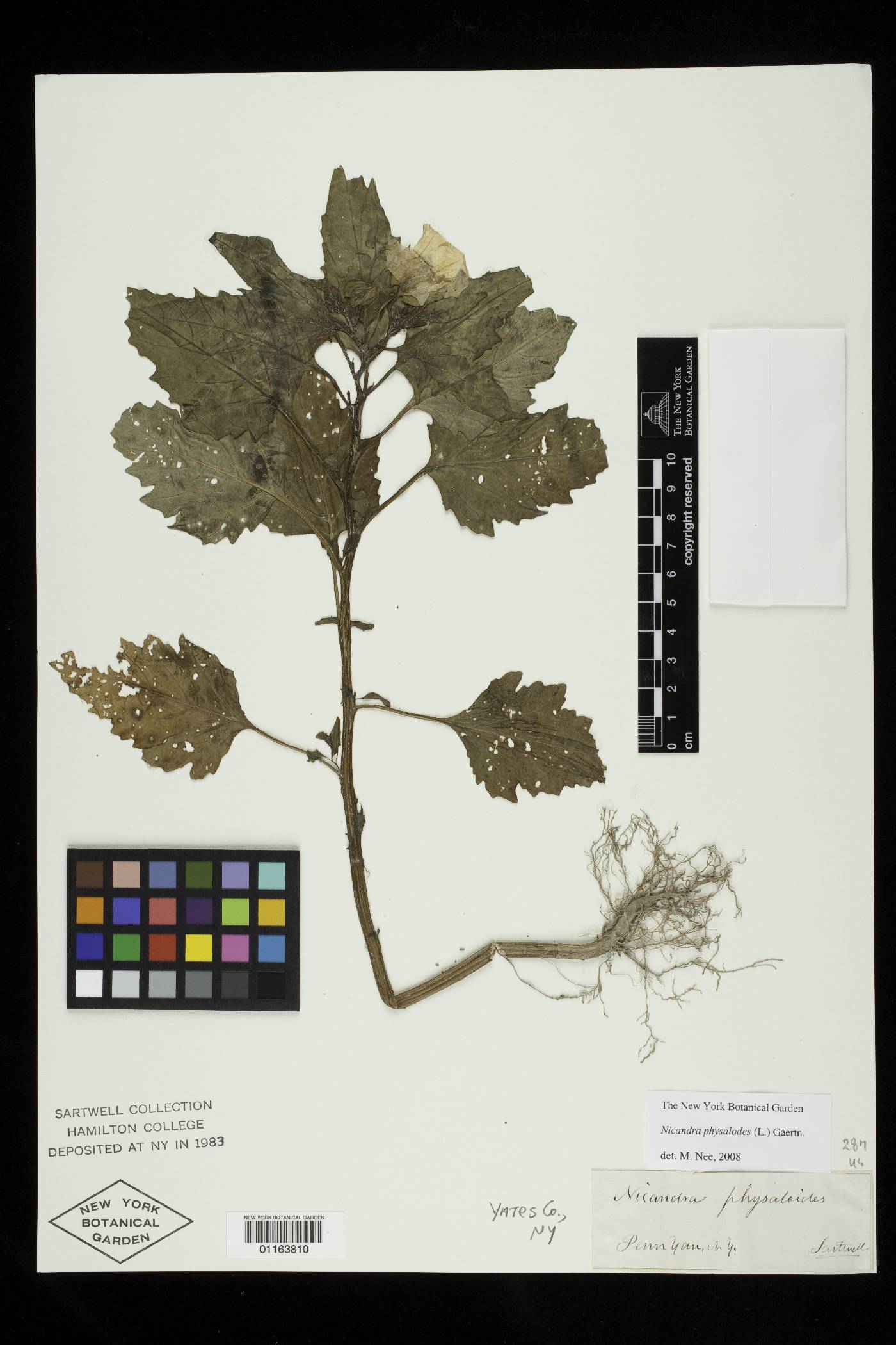 Nicandra physalodes image