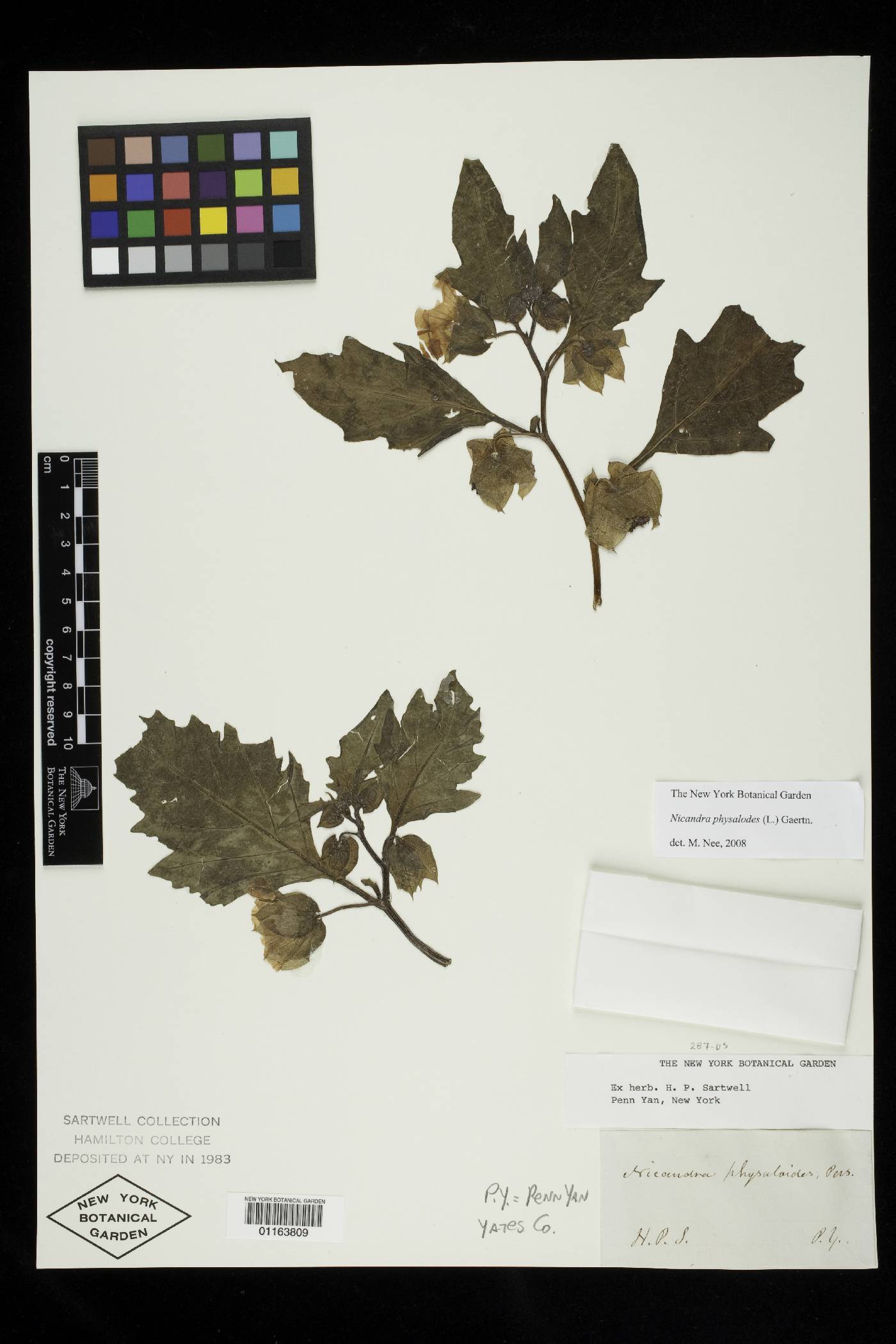 Nicandra physalodes image