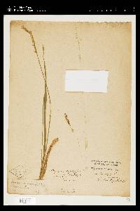 Oryzopsis asperifolia image