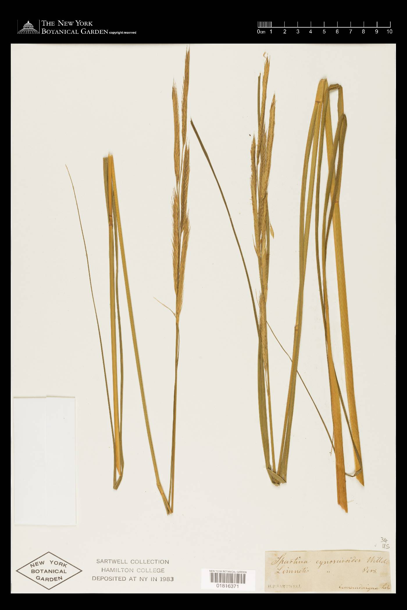 Spartina cynosuroides image