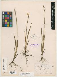 Sisyrinchium littorale image