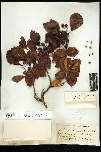 Crataegus schizophylla image