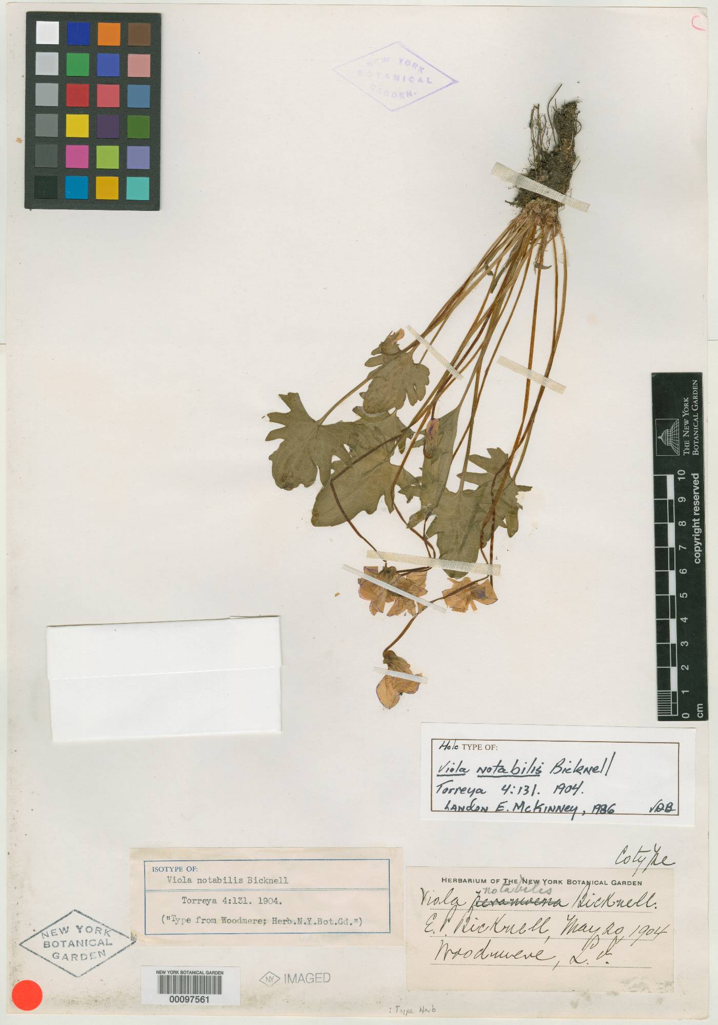Viola notabilis image