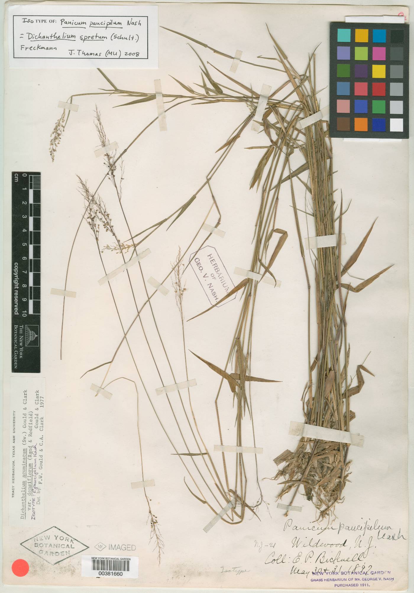 Panicum paucipilum image