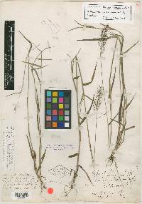 Panicum paucipilum image