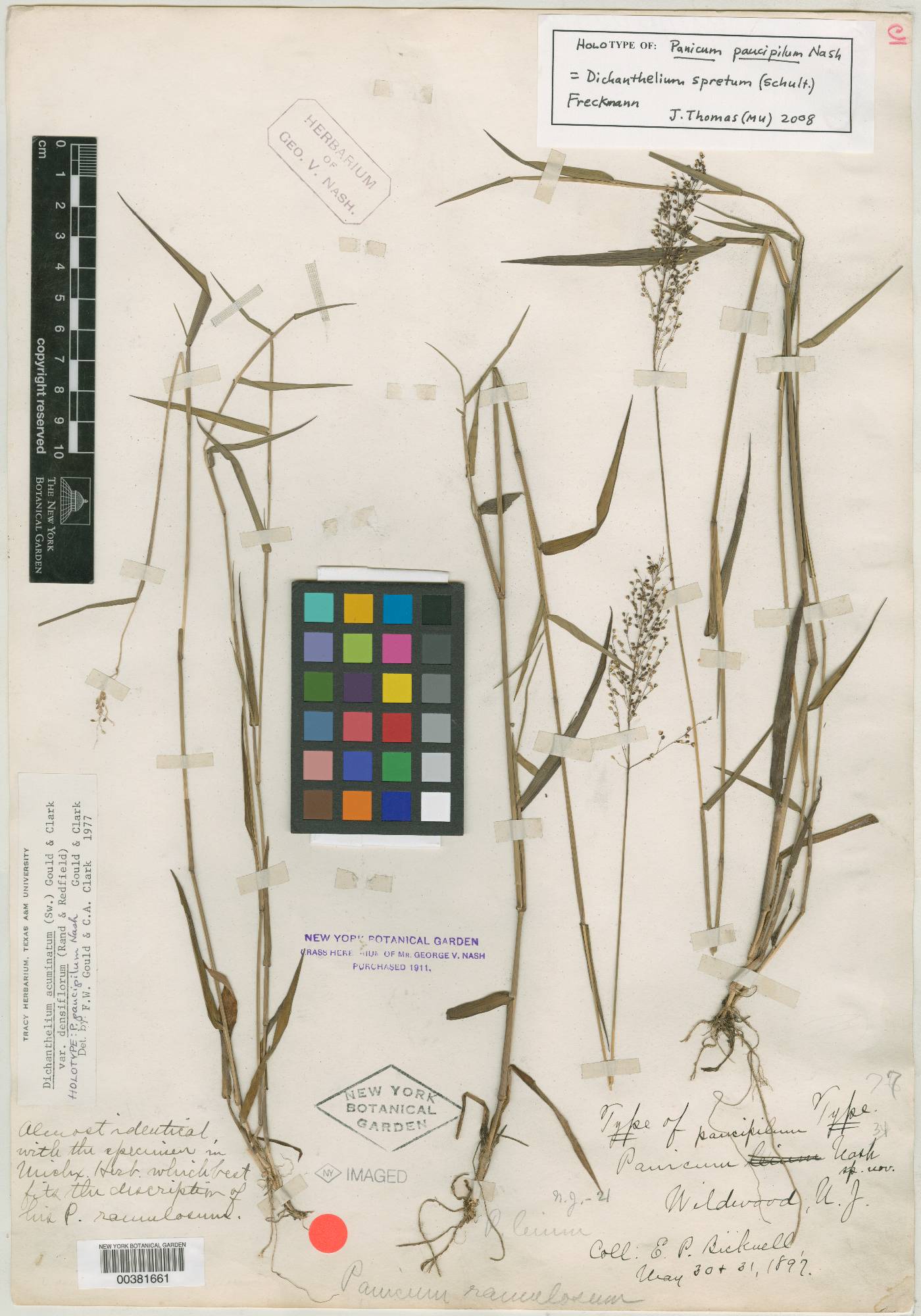 Panicum paucipilum image