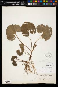 Image Associated With the Occurence