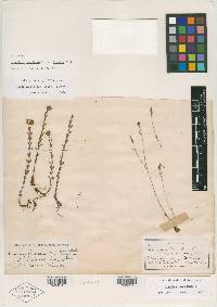 Hypericum mutilum subsp. boreale image