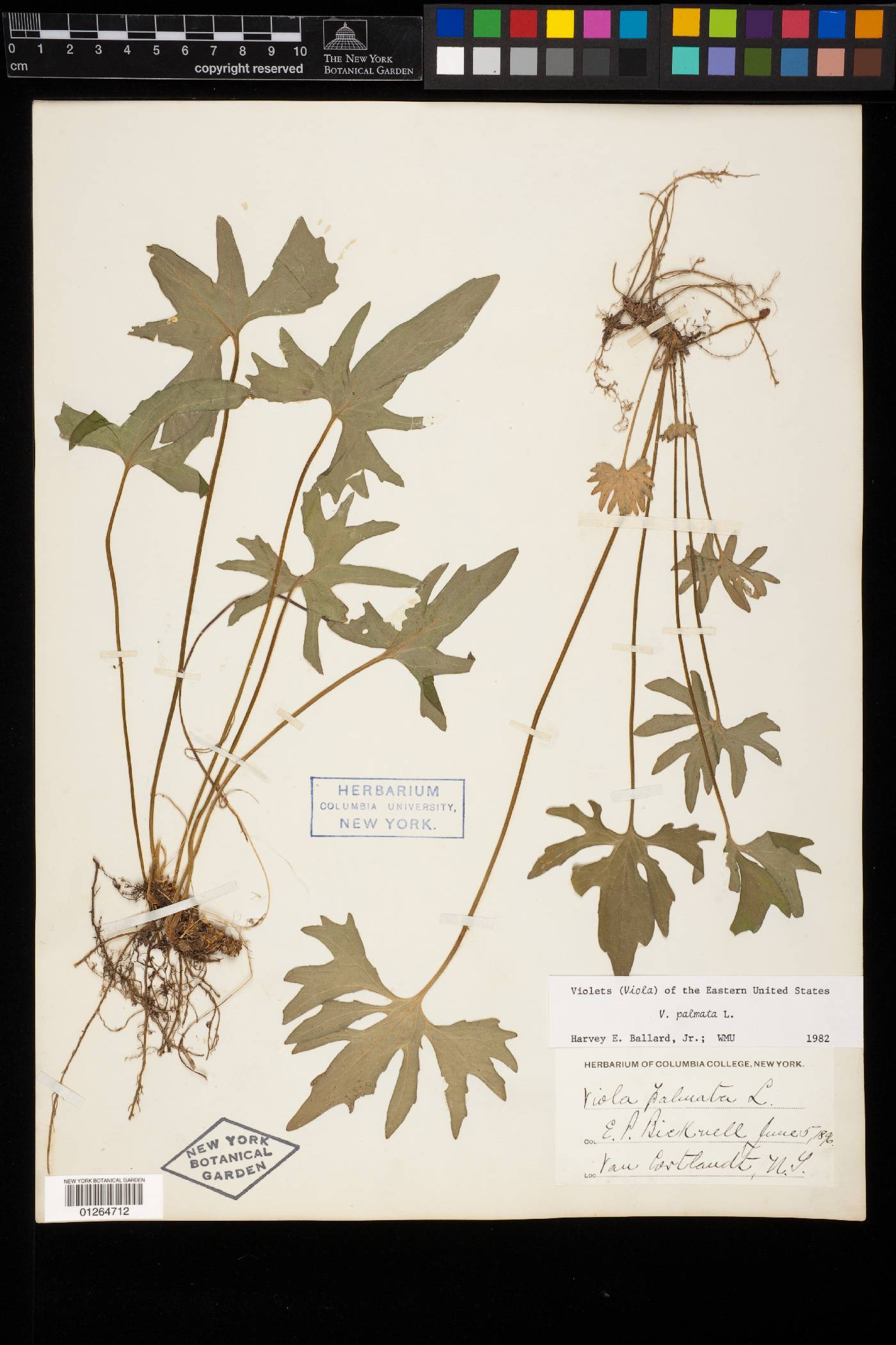 Viola subsinuata image