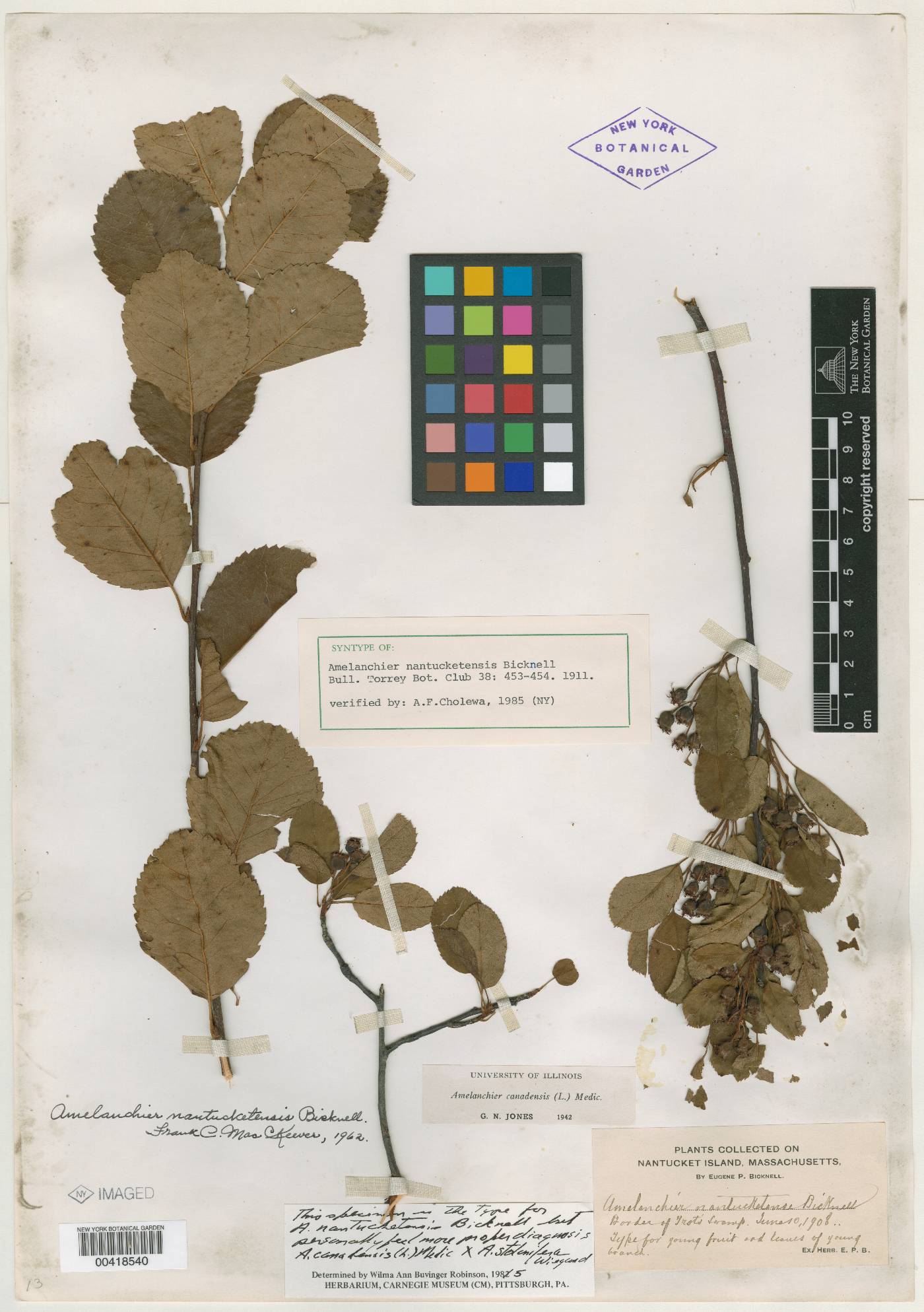 Amelanchier nantucketensis image