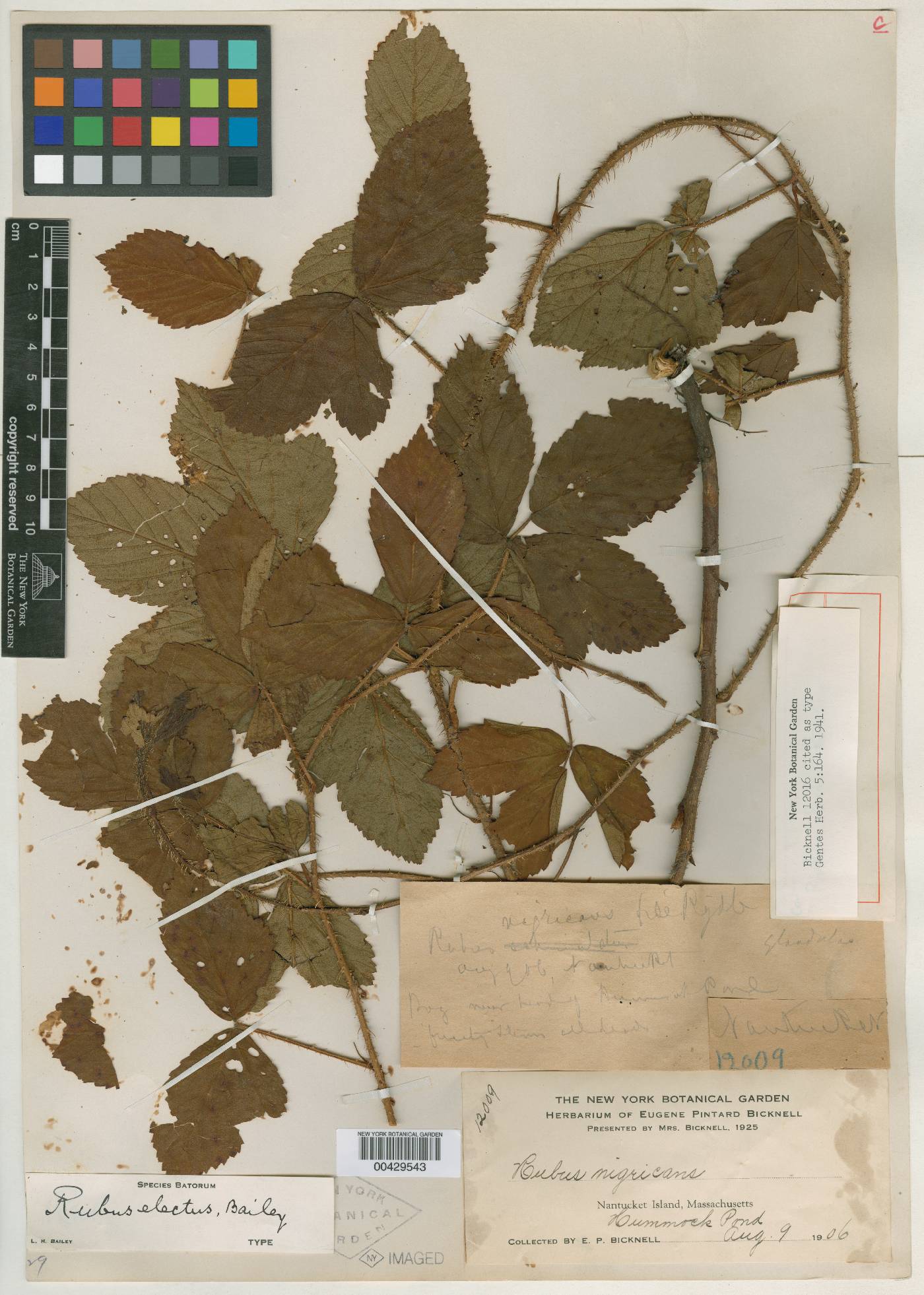 Rubus electus image