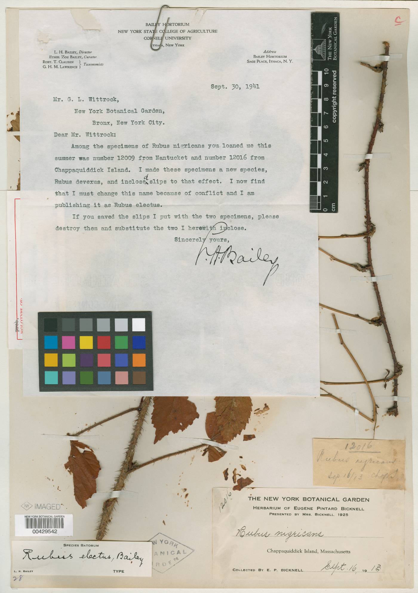 Rubus electus image