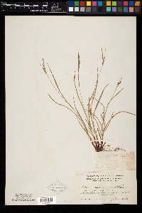 Carex virescens image