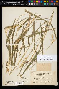 Elymus hystrix image