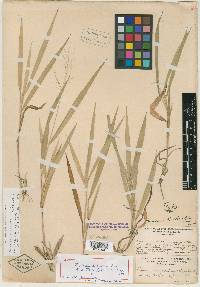 Panicum bicknellii image