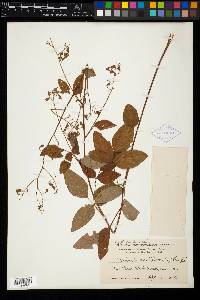 Desmodium perplexum image