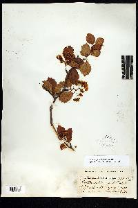 Crataegus schizophylla image