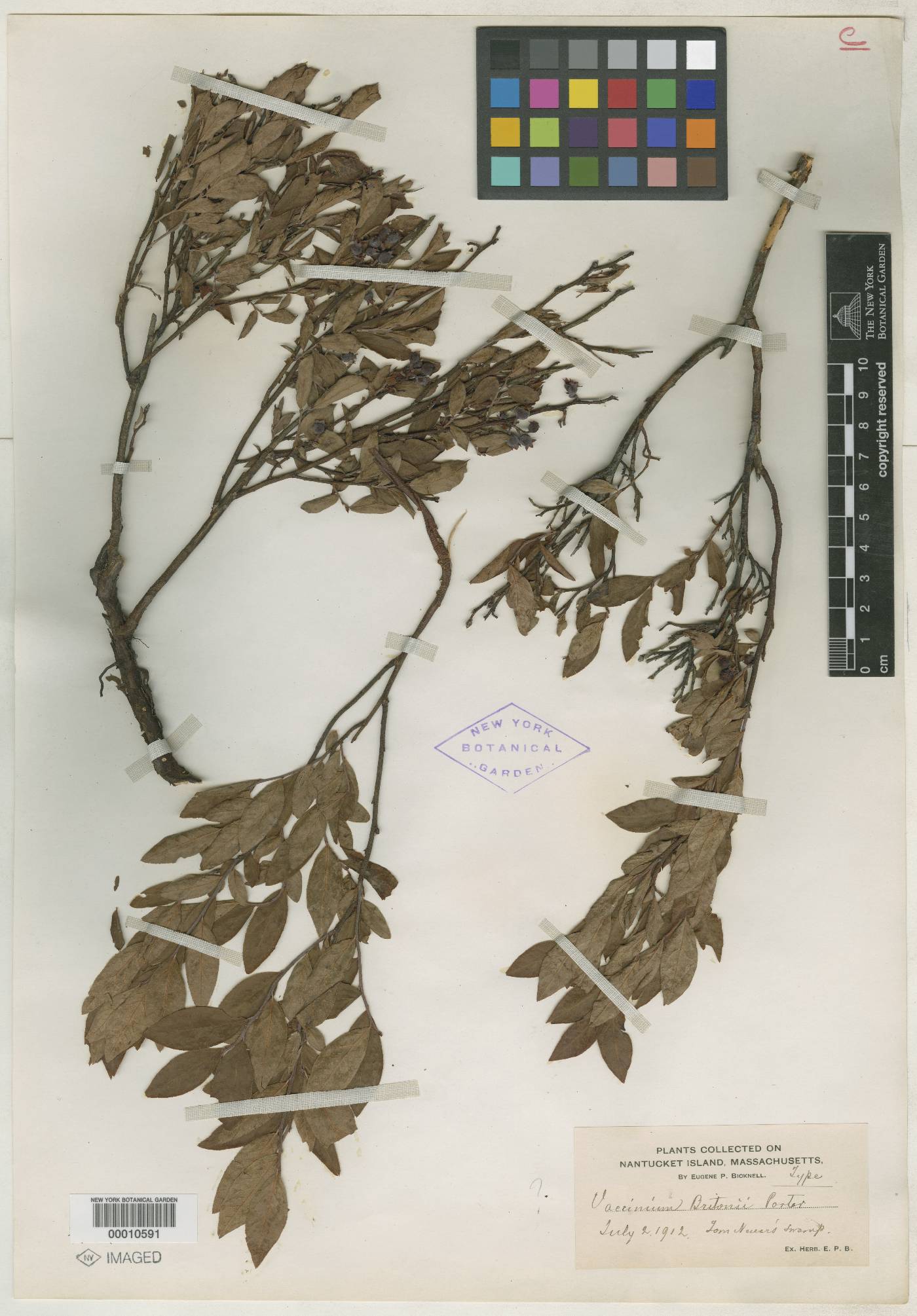 Vaccinium brittonii image
