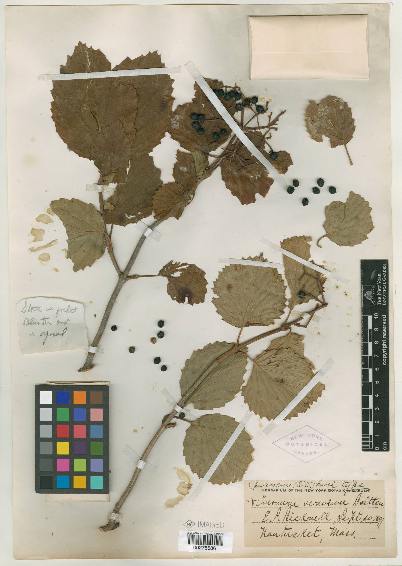 Viburnum venosum image