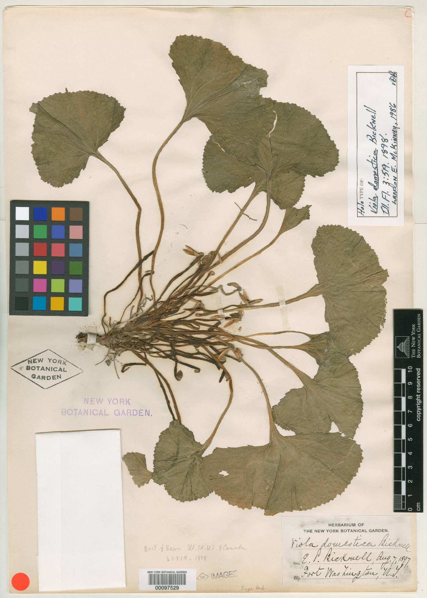 Viola domestica image