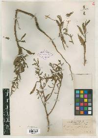 Oenothera oakesiana image