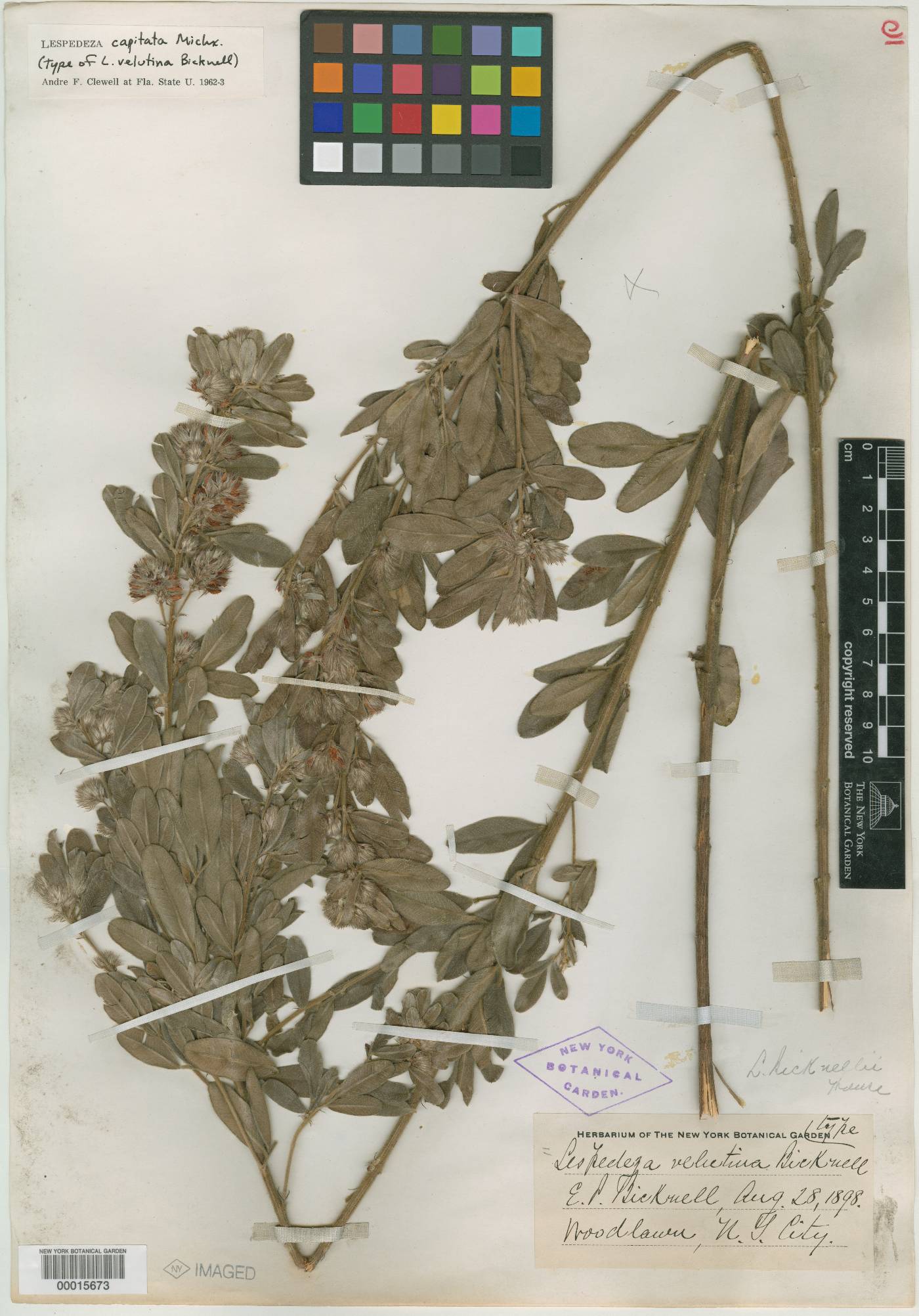 Campylotropis pinetorum subsp. velutinum image