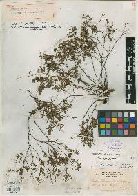 Crocanthemum dumosum image