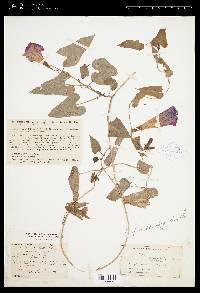 Ipomoea variabilis image