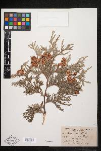 Thuja occidentalis image