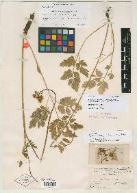Ligusticum purpureum image