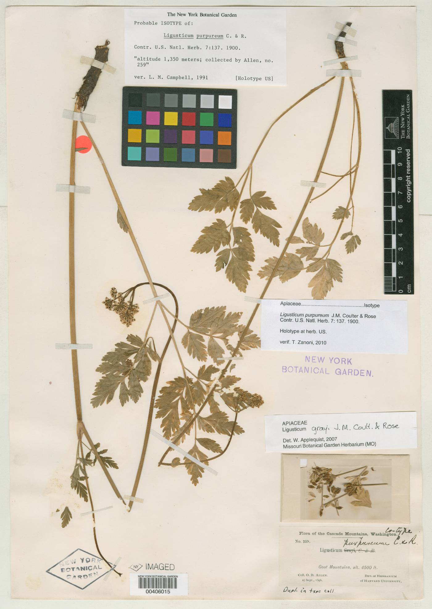 Ligusticum purpureum image