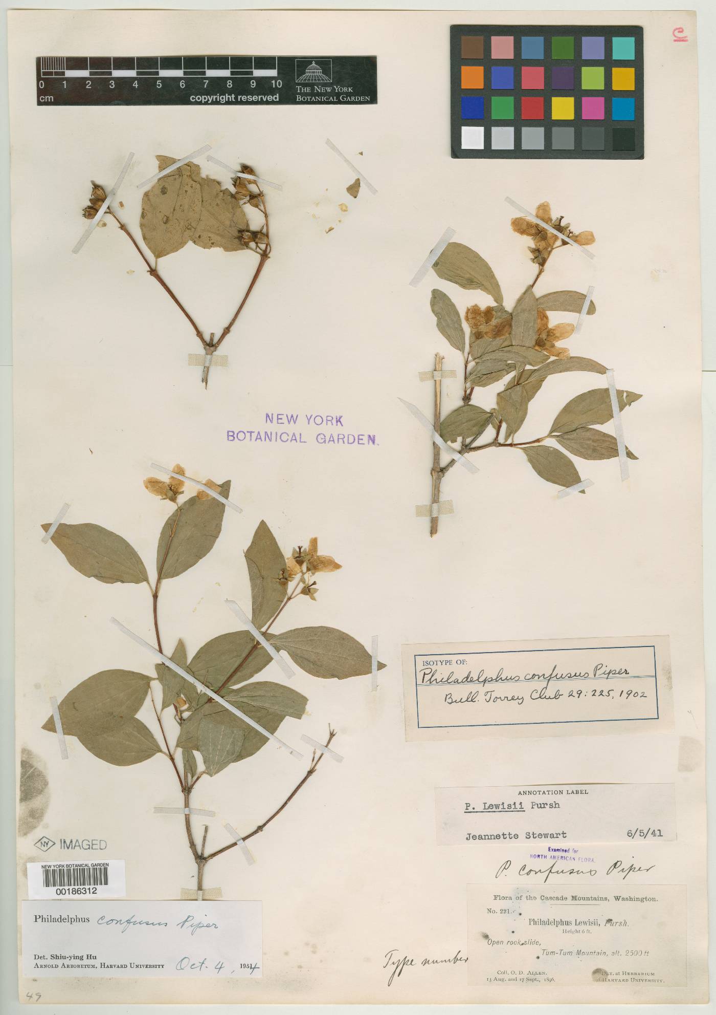 Philadelphus confusus image