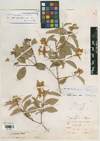 Philadelphus confusus image