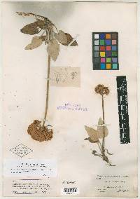 Eriogonum compositum image