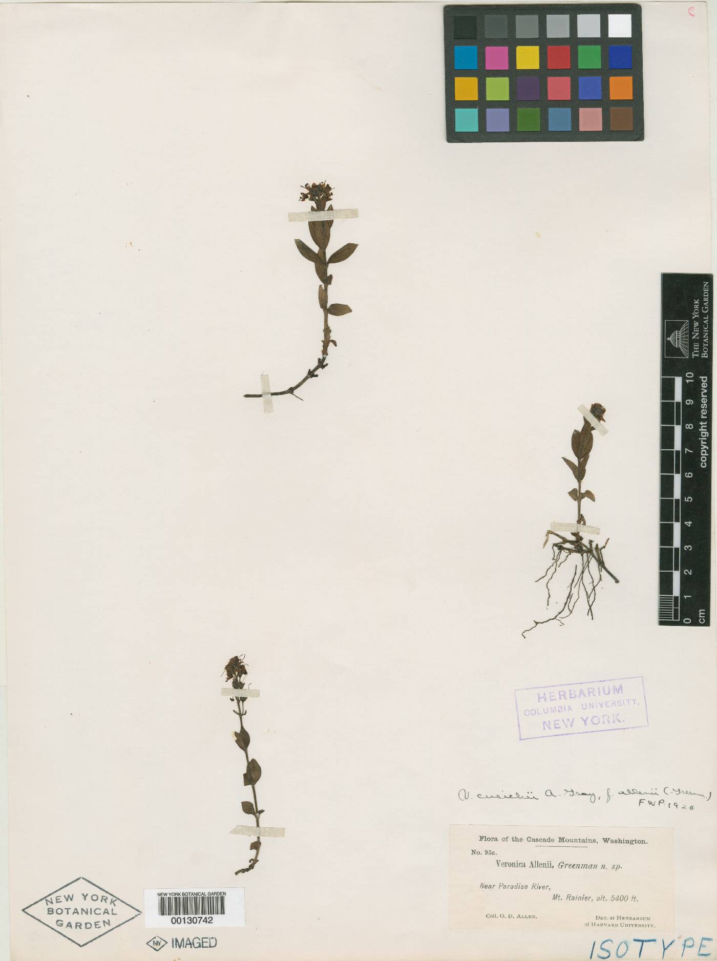 Veronica cusickii var. allenii image