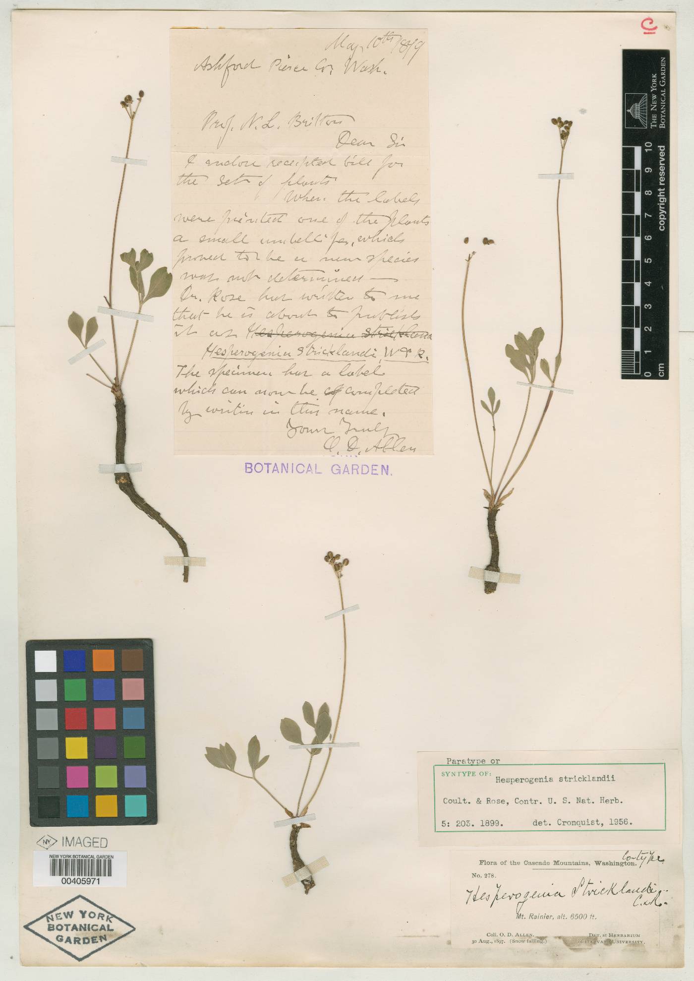 Hesperogenia stricklandii image