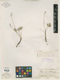 Hesperogenia stricklandii image