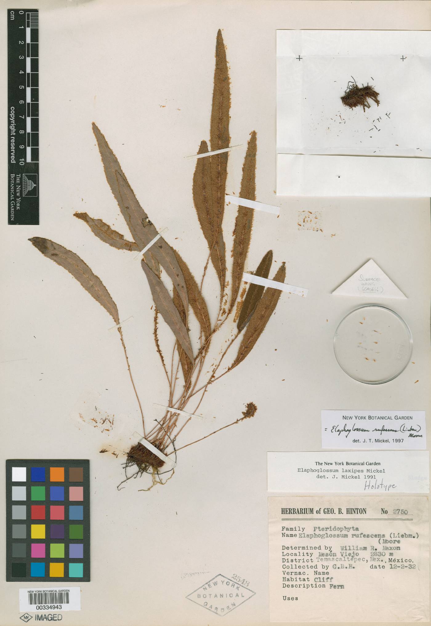 Elaphoglossum laxipes image
