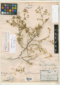 Fagonia pachyacantha image
