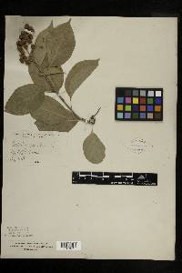 Celastrus scandens image