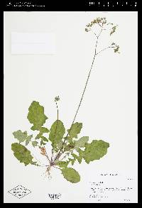 Youngia japonica image