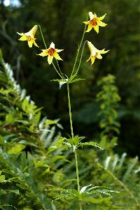 Lilium canadense image