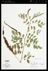 Indigofera hirsuta image