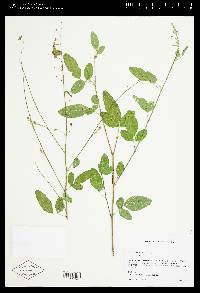 Desmodium tortuosum image