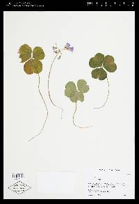 Oxalis debilis image