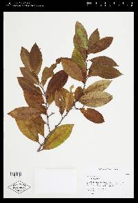 Prunus caroliniana image