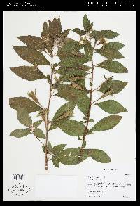 Ludwigia peruviana image