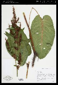 Rumex obtusifolius image